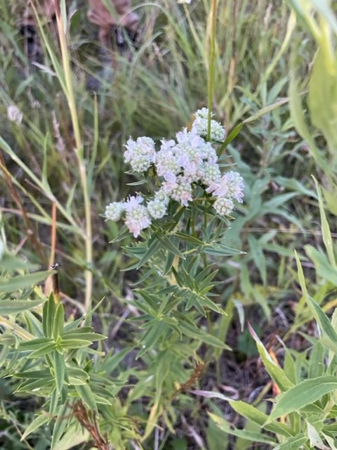 Virginia Mountain Mint – Pycnanthemum virginianum