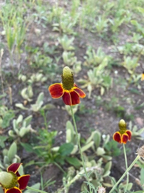 Mexican Hat – Ratibida columnifera