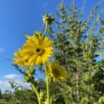 Compass Plant - Silphium laciniatum