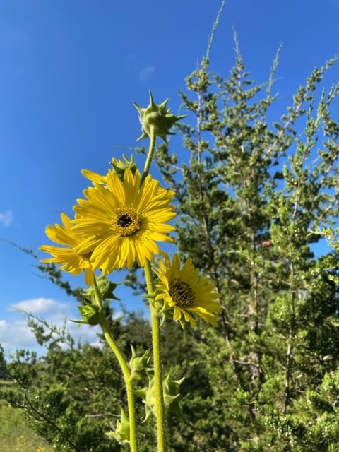 Compass Plant – Silphium laciniatum