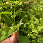 Mad-dog Skullcap - Scutellaria lateriflora