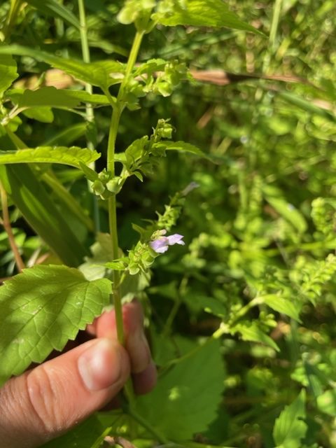 Mad-dog Skullcap – Scutellaria lateriflora