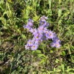 Sky-blue Aster - Symphyotrichum oolentangiense