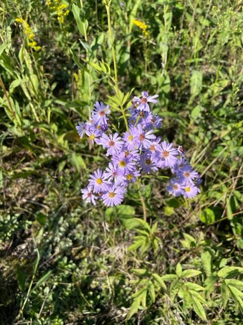 Sky-blue Aster – Symphyotrichum oolentangiense