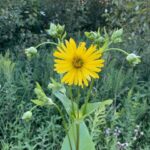 Cup Plant - Silphium perfoliatum