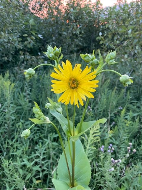 Cup Plant – Silphium perfoliatum