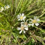 Upland White Goldenrod - Solidago ptarmicoides