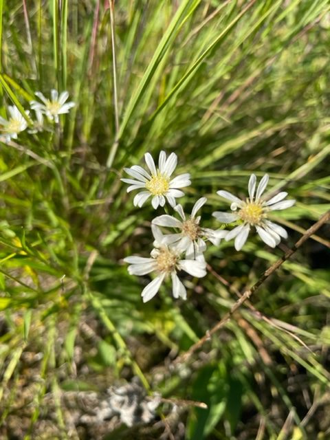 Upland White Goldenrod – Solidago ptarmicoides