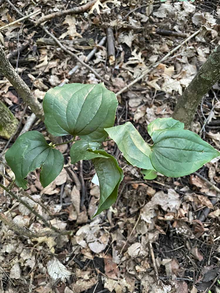 Bristly Greenbrier – Smilax tamnoides