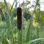 Broad-Leaf Cattail - Typha latifolia