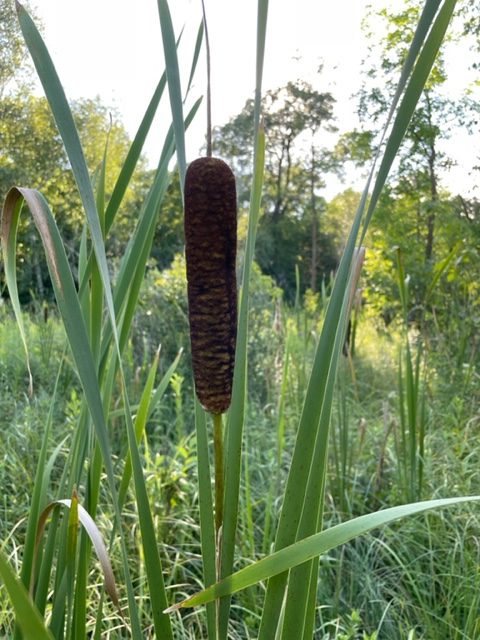 Broad-Leaf Cattail – Typha latifolia