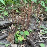 Autumn Coralroot - Corallorhiza odontorhiza