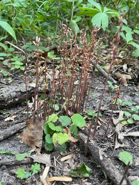 Autumn Coralroot – Corallorhiza odontorhiza