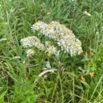 Flat-Topped White Aster - Doellingeria umbellata