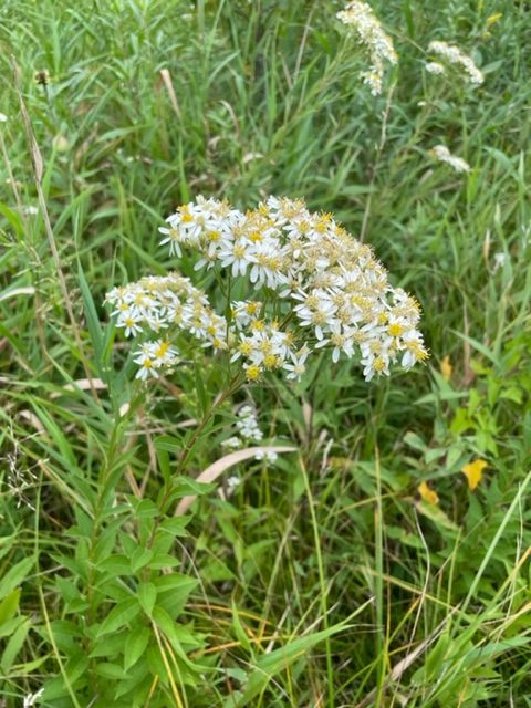 Flat-Topped White Aster – Doellingeria umbellata