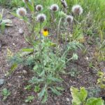 Blanketflower - Gaillardia aristata