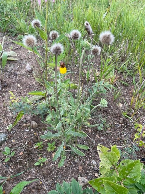 Blanketflower – Gaillardia aristata