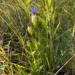 Greater Fringed Gentian - Gentianopsis crinita