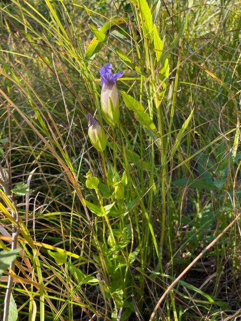 Greater Fringed Gentian – Gentianopsis crinita