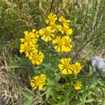 Sneezeweed - Helenium autumnale