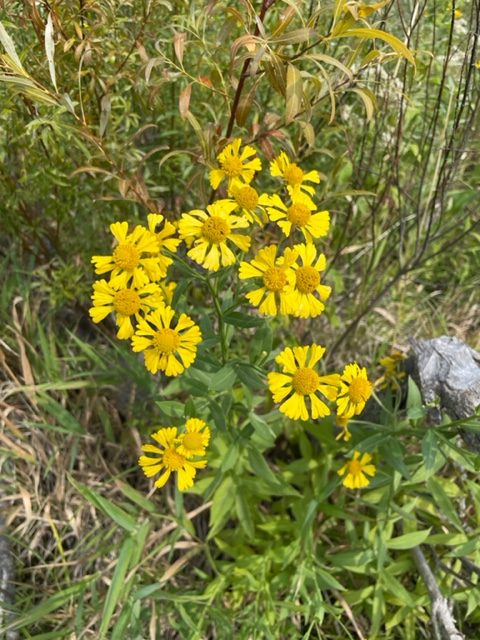 Sneezeweed – Helenium autumnale