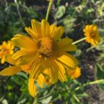 Smooth Oxeye - Heliopsis helianthoides