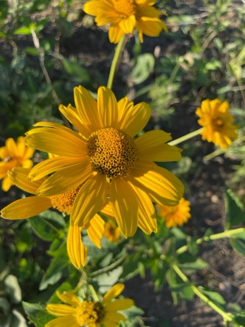 Smooth Oxeye – Heliopsis helianthoides