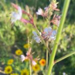 Biennial Gaura - Oenothera gaura