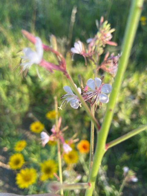 Biennial Gaura – Oenothera gaura