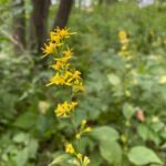 Zigzag Goldenrod - Solidago flexicaulis