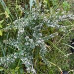 Calico Aster - Symphyotrichum lateriflorum