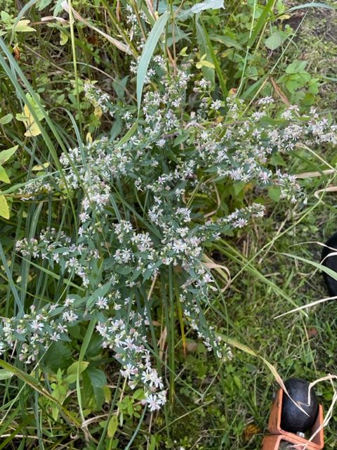 Calico Aster – Symphyotrichum lateriflorum