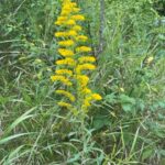 Missouri Goldenrod - Solidago missouriensis