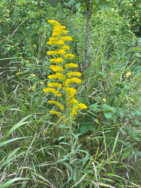 Missouri Goldenrod – Solidago missouriensis