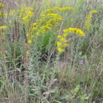 Gray Goldenrod - Solidago nemoralis