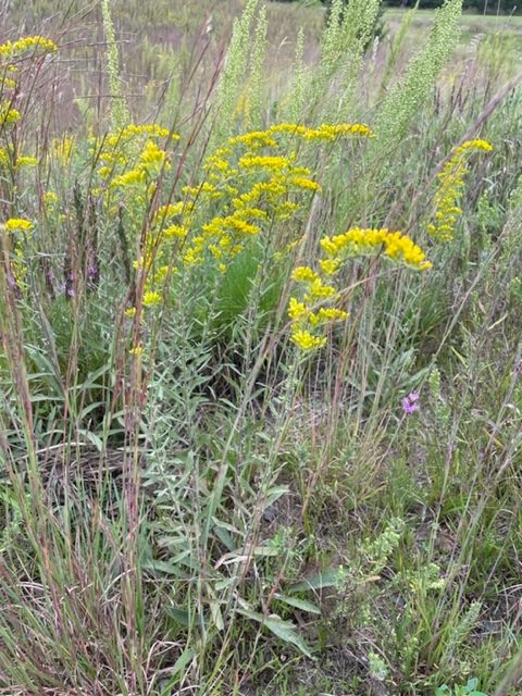 Gray Goldenrod – Solidago nemoralis