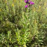 Prairie Ironweed - Vernonia fasciculata