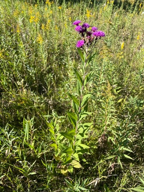 Prairie Ironweed – Vernonia fasciculata