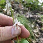 White Rattlesnake-Root - Prenanthes alba