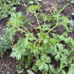 Bicknell's Cranesbill (Geranium bicknellii)