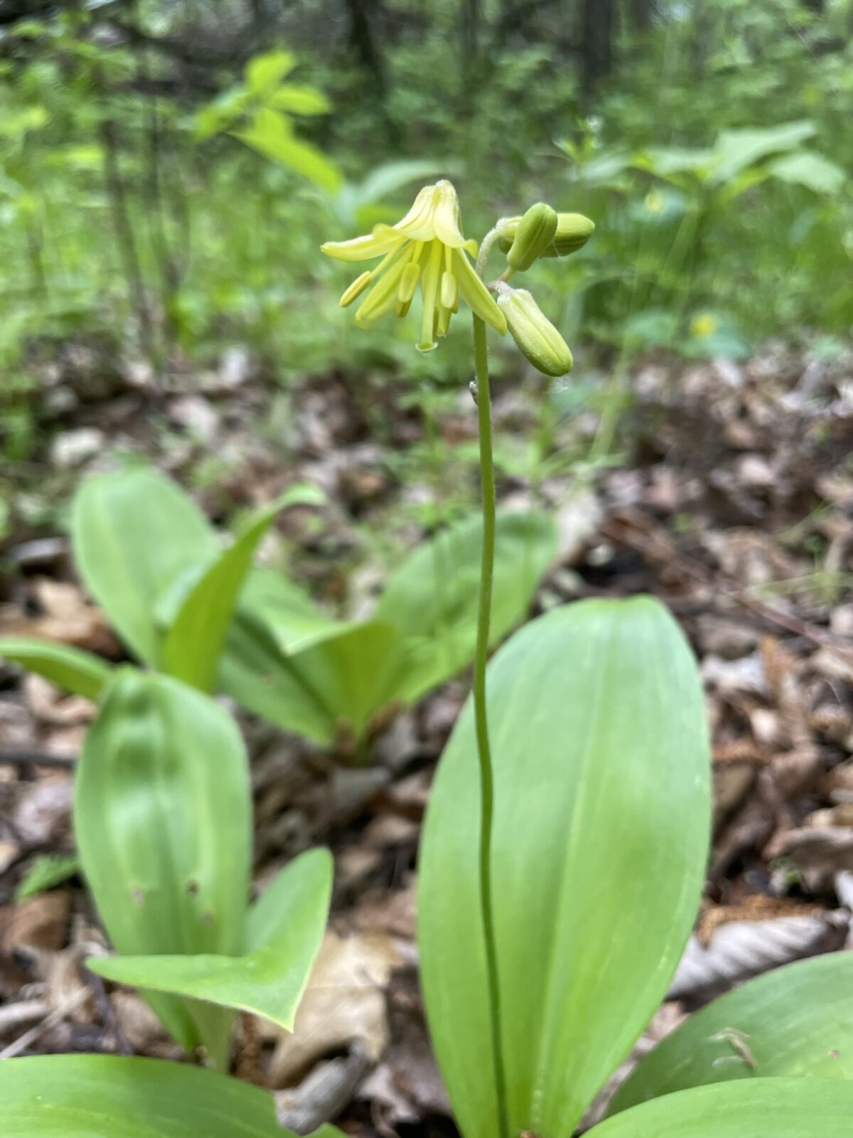 Bluebead Lily (Clintonia borealis)