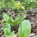 Bluebead Lily (Clintonia borealis)