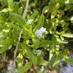 True Forget-me-not (Myosotis scorpioides)