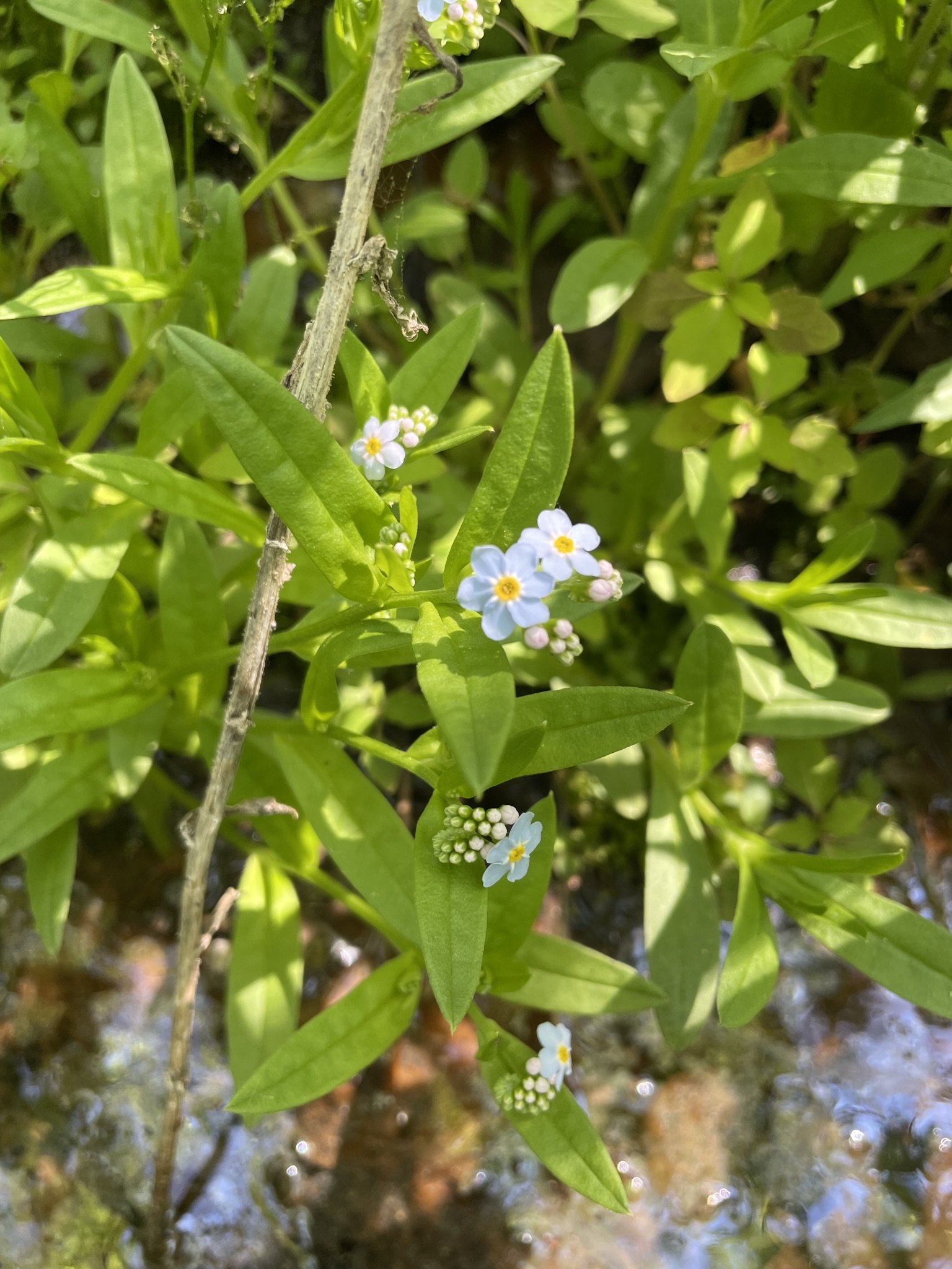 True Forget-me-not (Myosotis scorpioides)