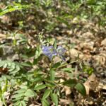 Spreading Jacob's Ladder (Polemonium reptans)