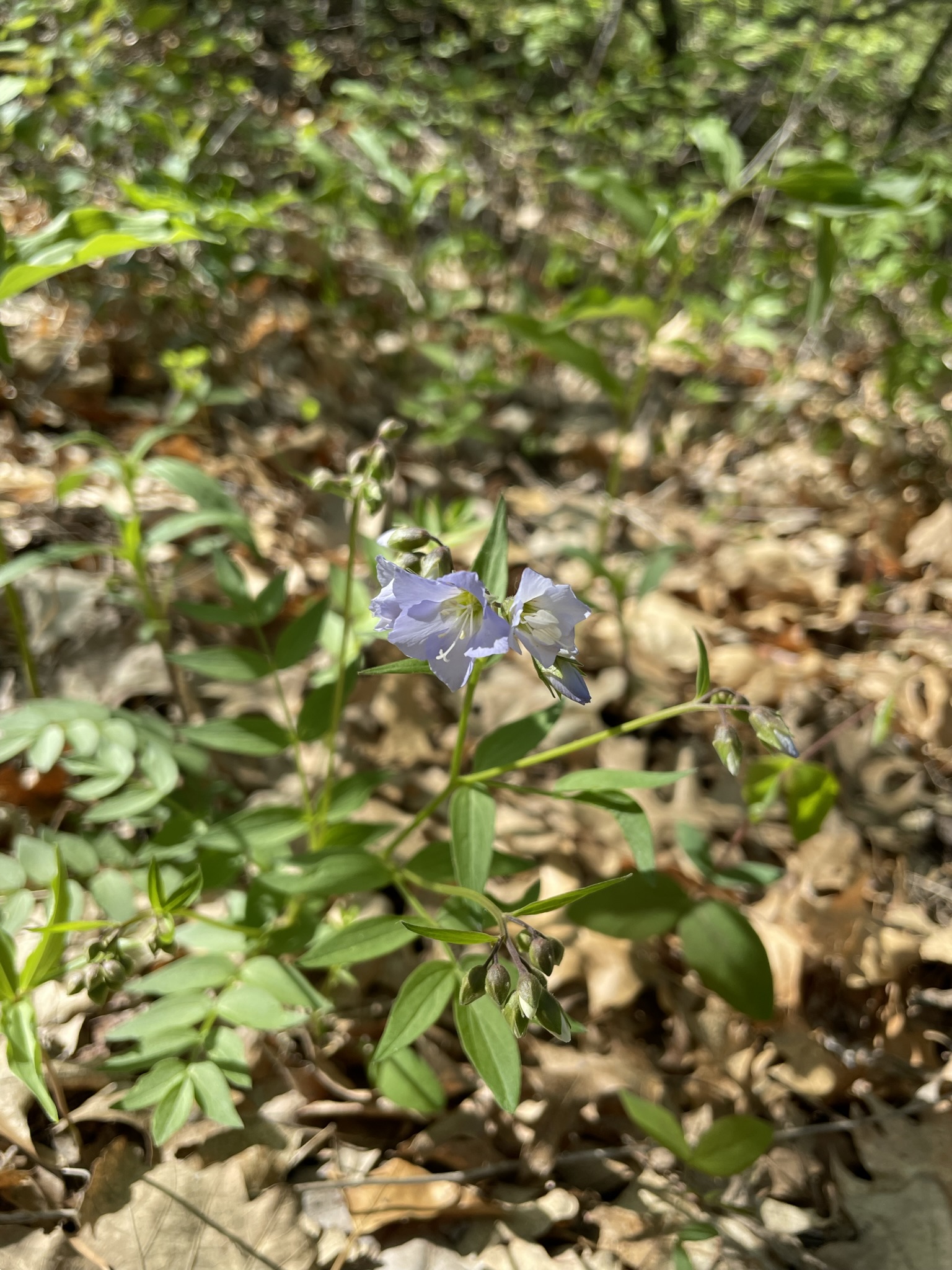 Spreading Jacob’s Ladder (Polemonium reptans)