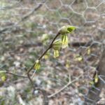 Leatherwood (Dirca palustris)