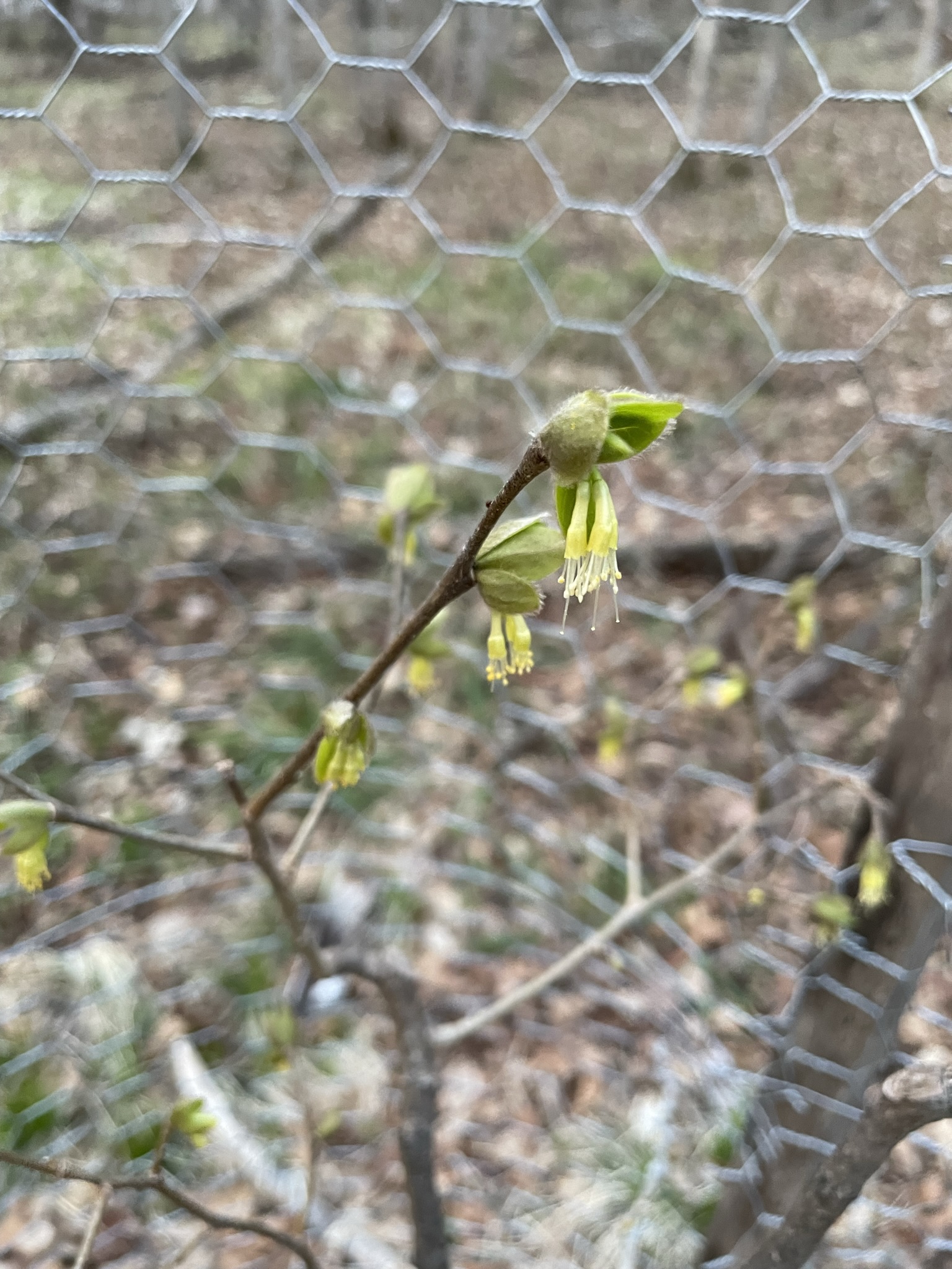 Leatherwood (Dirca palustris)