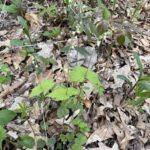 Bishop's Cap (Mitella diphylla)