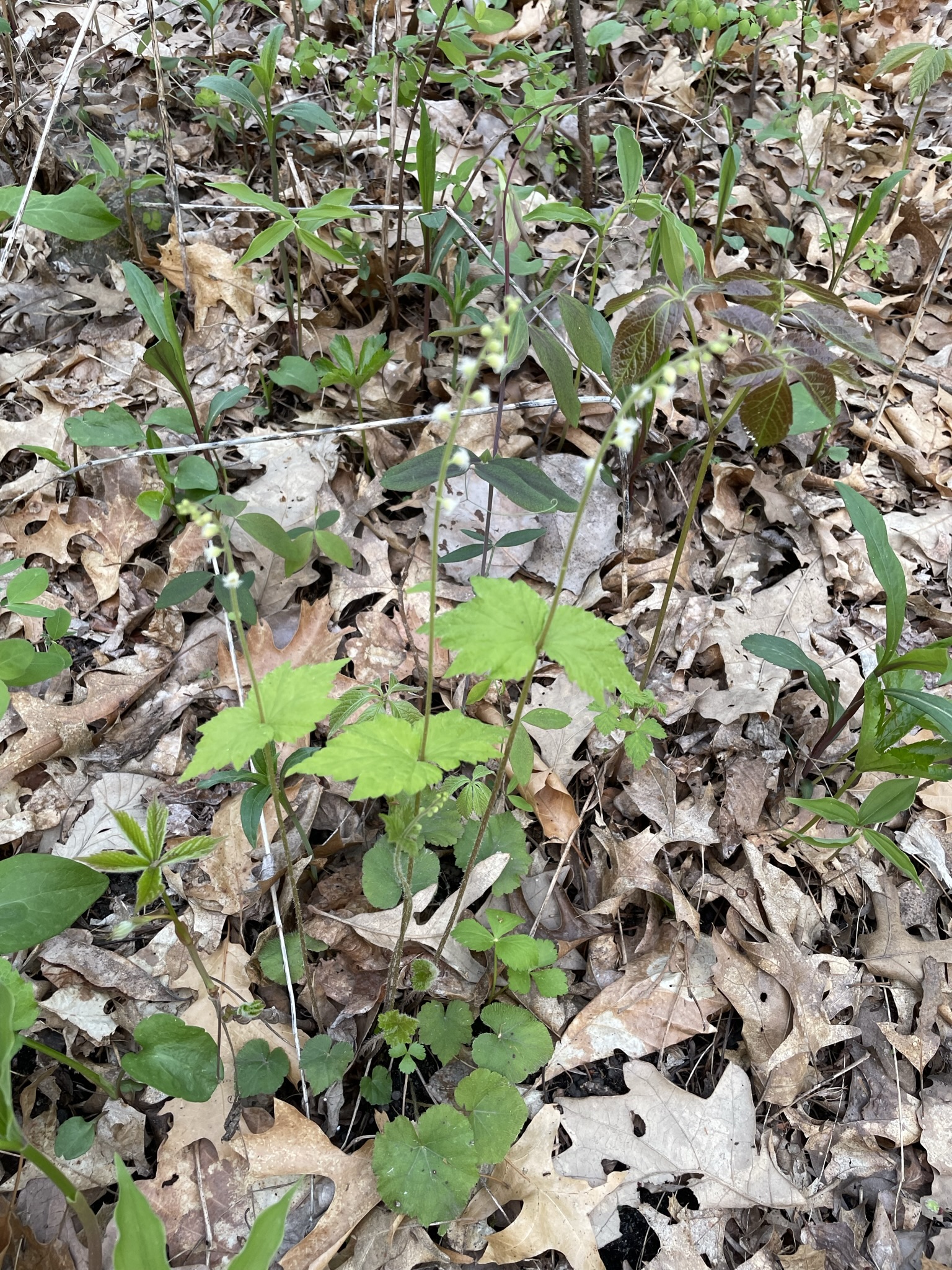 Bishop’s Cap (Mitella diphylla)